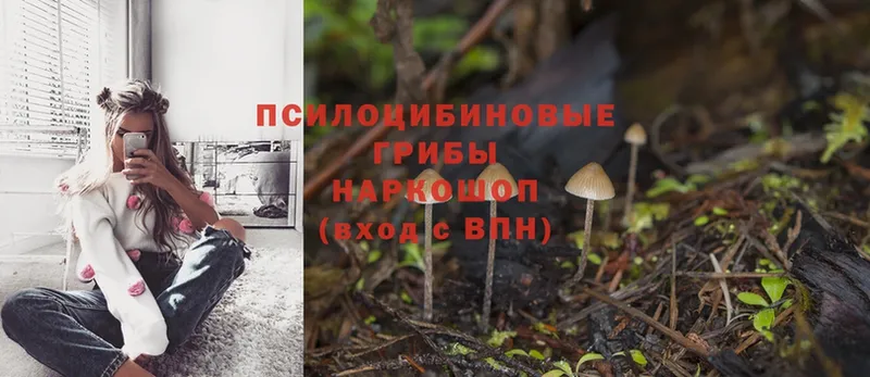 Псилоцибиновые грибы Psilocybe  где найти   даркнет формула  Ижевск  МЕГА как зайти 